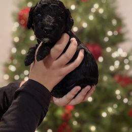 Fiji - Black Goldendoodle puppy in Los Angeles, California from Beach City Doodles