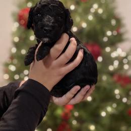 Fiji - Black Goldendoodle puppy in Los Angeles, California from Beach City Doodles