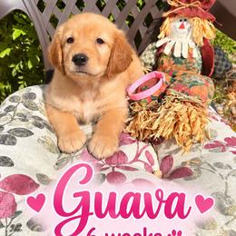 Pink Guave - Dark golden female Golden Retriever puppy in Apple Valley, California from Frankly Golden