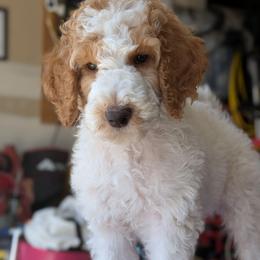 Peach Collar - Parti male Goldendoodle puppy in Olympia, Washington from Sinclairdoodles