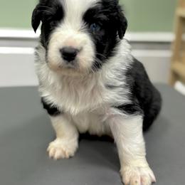 Ilya - Black tri-color male Australian Shepherd puppy in Putnam County, New York from Highland Haven Australian Shepherds