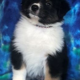 Australian Shepherd Puppies from Heartfire Aussies
