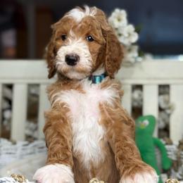 Yarrow- Blue collar male - Red  male Goldendoodle puppy in Yuciapa, California from AlltheDoodlez_