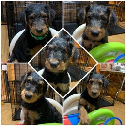 Airedale Terrier Puppies from Mystic’s Airedale Acres