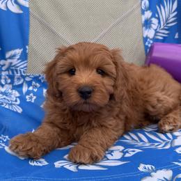 Marley - Red  female Goldendoodle puppy in Huntington, Utah from Krispydoodle