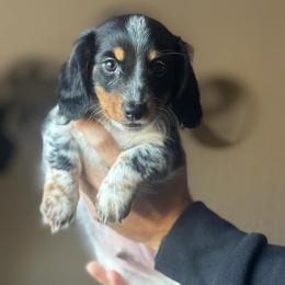 Tokyo - Black and tan male Dachshund puppy in Fort Sill, Oklahoma from RG Mini Dachshunds