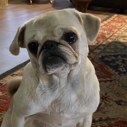 Maggie - Pug