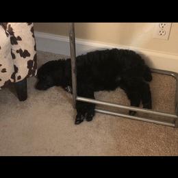 Poodle All Grown Up from TGT Fancy Pants Poodles