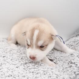 Vin - Red and white male Siberian Husky puppy in Meadow Vista, California from Thistle Hill Siberians