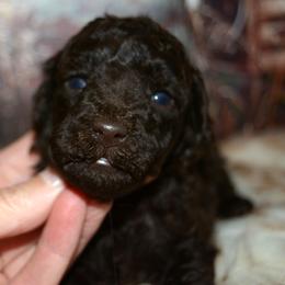 Cocoa - Brown female Poodle puppy in Coarsegold, California from Love Chocolate Poodles