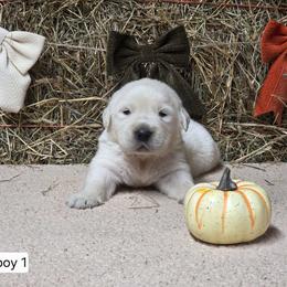 Indy Boy 1 - Light golden male Golden Retriever puppy in Niles, Michigan from Family Raised Goldens