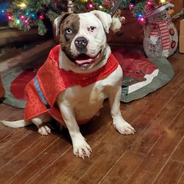 Evora  - Alapaha Blue Blood Bulldog