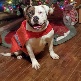 Evora  - Alapaha Blue Blood Bulldog