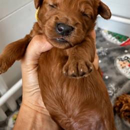 Boy 1 - Red  male Goldendoodle puppy in Godley, Texas from Godley Designer Doodles