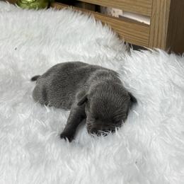 Female 2 - Blue female Staffordshire Bull Terrier puppy in Lakeland, Florida from Blueline Staffords