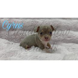 Cyrus (blue tri-color) - Blue and white male Chihuahua puppy in Patchogue, New York from Cloudshadow Kennels