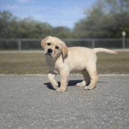Labrador Retriever Puppies from Lonestar Labradors C&E