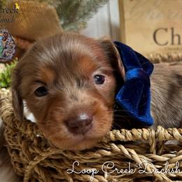 Captain - Dapple male Dachshund puppy in Fayetteville, West Virginia from Loop Creek Dachshunds