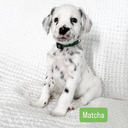 Matcha - LUA long coat - White and black male Dalmatian puppy in Davenport, Florida from Sunny Jewels Dalmatians