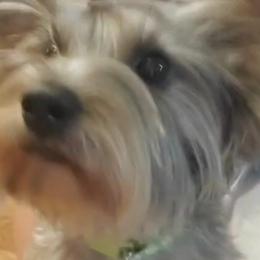 Poodles and Yorkipoos from Mandy's Poodle's