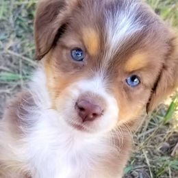 Miniature Australian Shepherds and Toy Australian Shepherds from 4TB Aussie Idaho