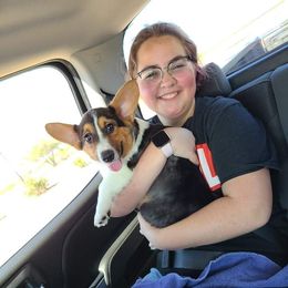 Pembroke Welsh Corgi Puppies from Dream Catcher Corgis