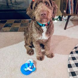 Aussiedoodle Puppies from A Dose Of Doodle