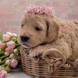 Pink - Apricot female Goldendoodle puppy in Byron, Georgia from Southern Olive Doodles 🫒