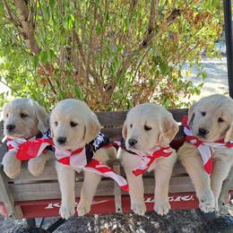 Golden Retriever puppies from Davids Golden Retrievers