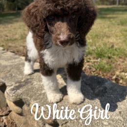 White Girl - Parti female Poodle puppy in Travelers Rest, South Carolina from Hampshire Hill’s Standard Poodles