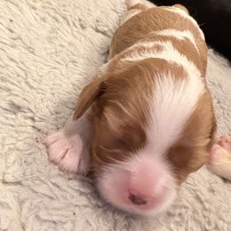 Girl 2 - Blenheim female Cavalier King Charles Spaniel puppy in Hallsville, Texas from Christy’s Cavalier King Charles Spaniels