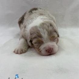 Red Admiral - Red merle male Australian Shepherd puppy in Jonesborough, Tennessee from Lotus Australian Shepherds