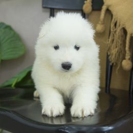 Samoyed Puppies from Desert Snow Samoyeds