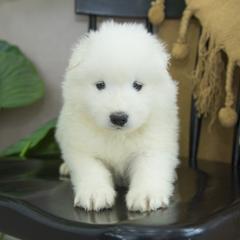 Samoyed Puppies from Desert Snow Samoyeds