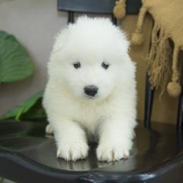 Samoyed Puppies from Desert Snow Samoyeds