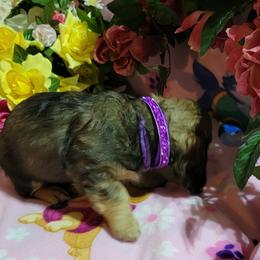 Dachshund Puppies from CLARK'S BREEDING PROGRAM