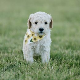 Goldendoodle and Sheepadoodle Puppies from Sunnyfarm Doodles