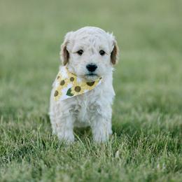 Goldendoodle and Sheepadoodle Puppies from Sunnyfarm Doodles