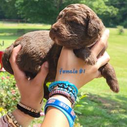 Girl 1 - female Newfypoo puppy in Shelby, Alabama from New Life Family Farm