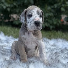 Salvador - Harlequin male Great Dane puppy in Beulah, Michigan from Northwood Euro Danes and Bassets