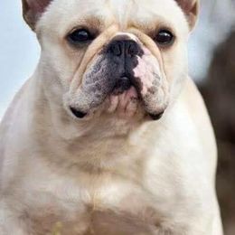 French Bulldogs from Reveries French Bulldogs