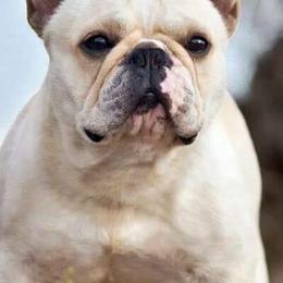 French Bulldogs from Reveries French Bulldogs