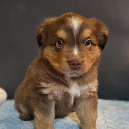 Sir Hopsalot - Red tri male Miniature Australian Shepherd puppy in Owensboro, Kentucky from JnT's Bluegrass Mini Aussies