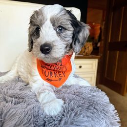 Badger - Merle male Goldendoodle puppy in Pine Grove, California from Lundee Doodles