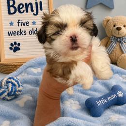 Benji - Sable and white male Shih Tzu puppy in Augusta, Maine from Zulas Shih Tzu of Maine