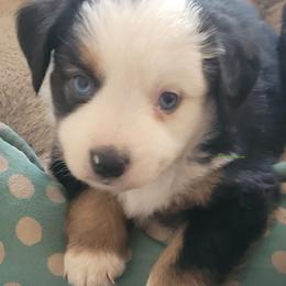 Firecracker - Black tri male Miniature Australian Shepherd puppy in Deer Park, Washington from Rodeo Aussies