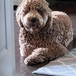 Goldendoodle All Grown Up from Faithfully Yours Doodles