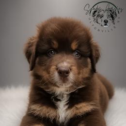 Godiva - Red tri-color female Australian Shepherd puppy in Fultonville, New York from Sandy Aussies & Pomeranians