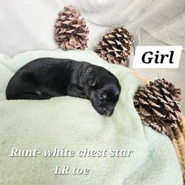 TBA - Black and red female German Shepherd puppy in Veneta, Oregon from H German Shepherds