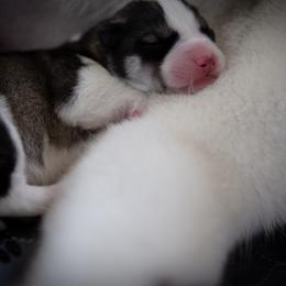 Siberian Husky Puppies from Ivie Huskies
